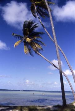 Martinique1993plagepalmier