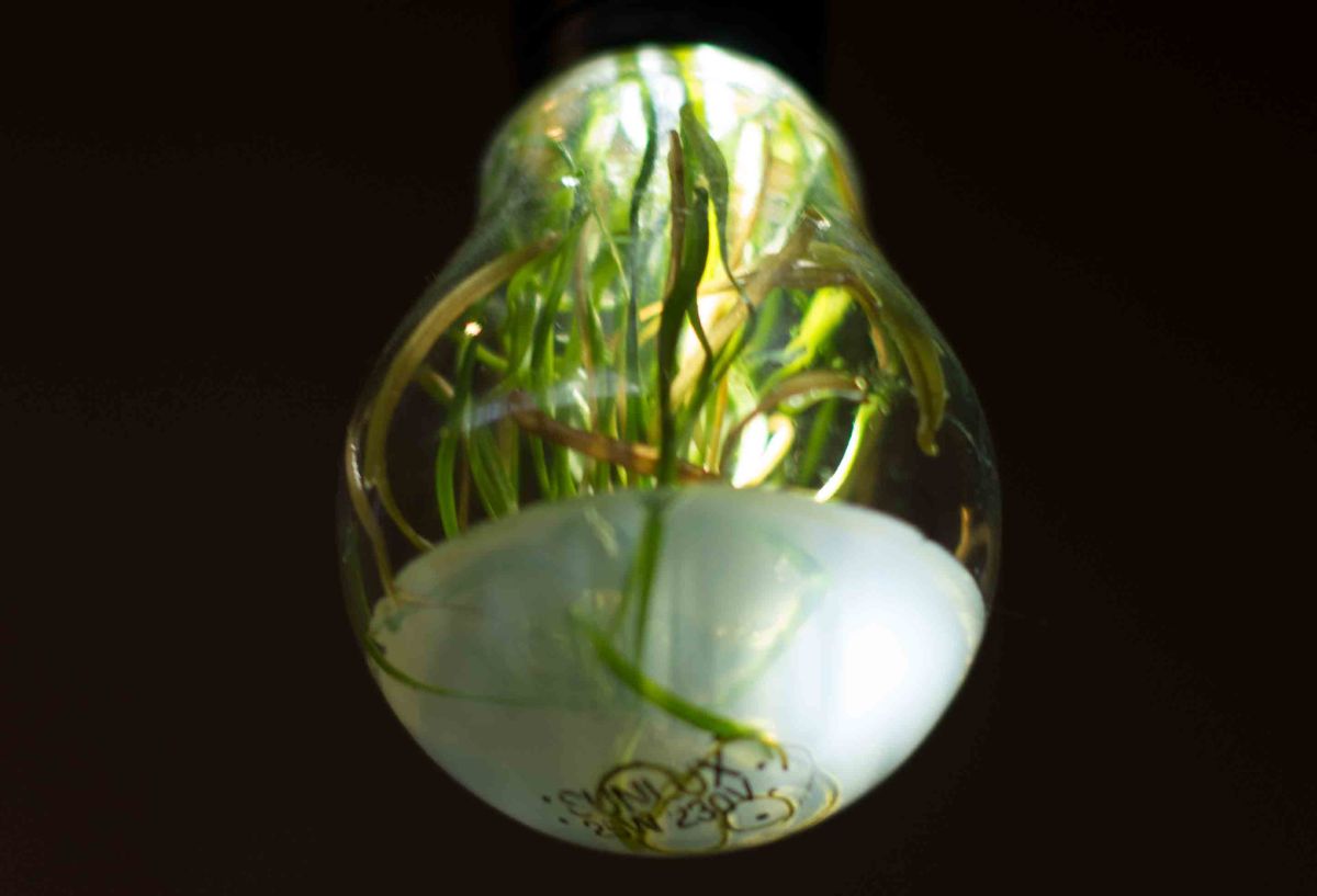 Lebendige Glühbirnen